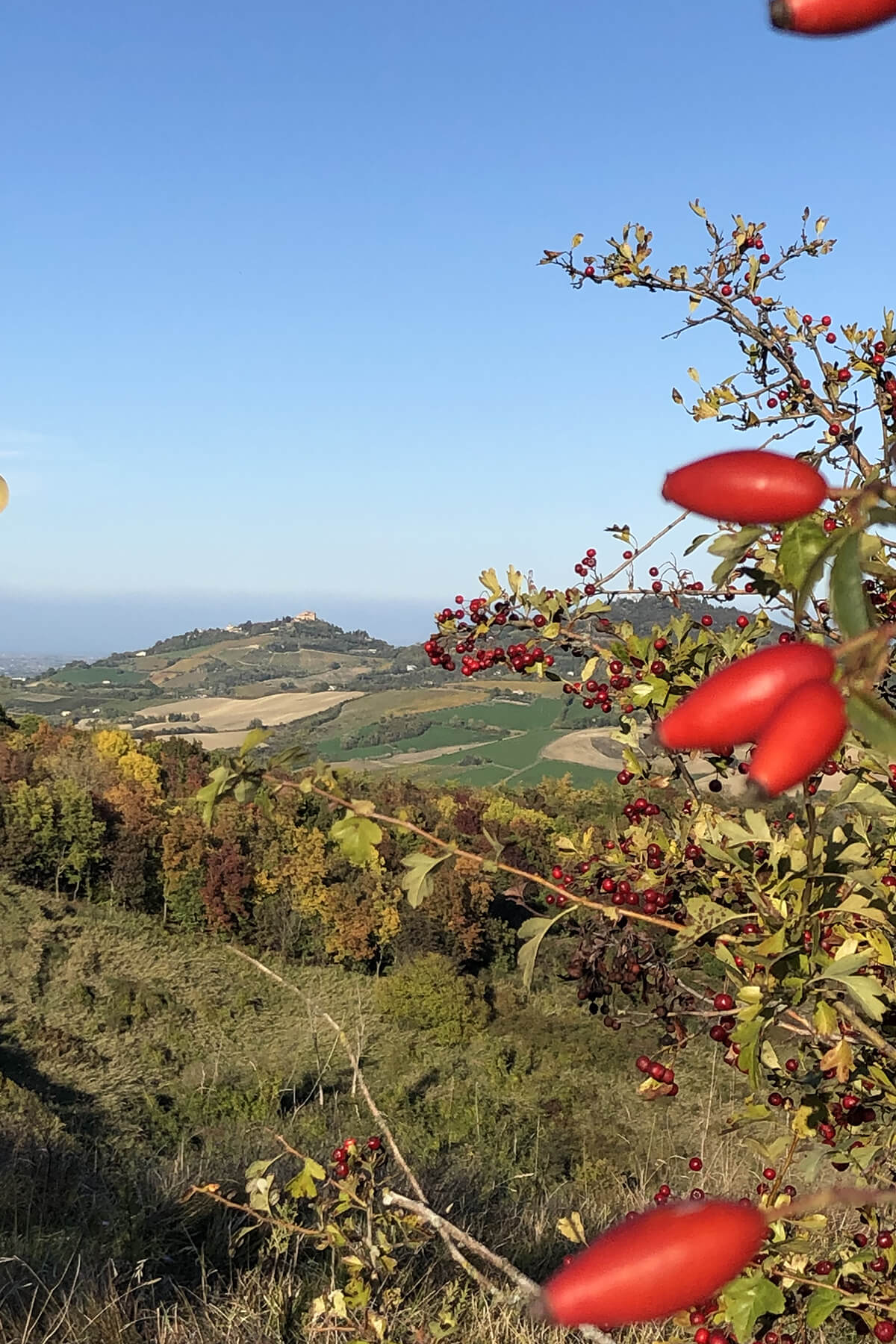Glamping Pettirosso Bertinoro